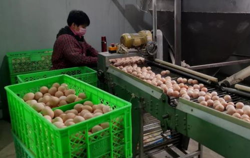 武清區農副產品供應充足，全力保障百姓生活必需品需求